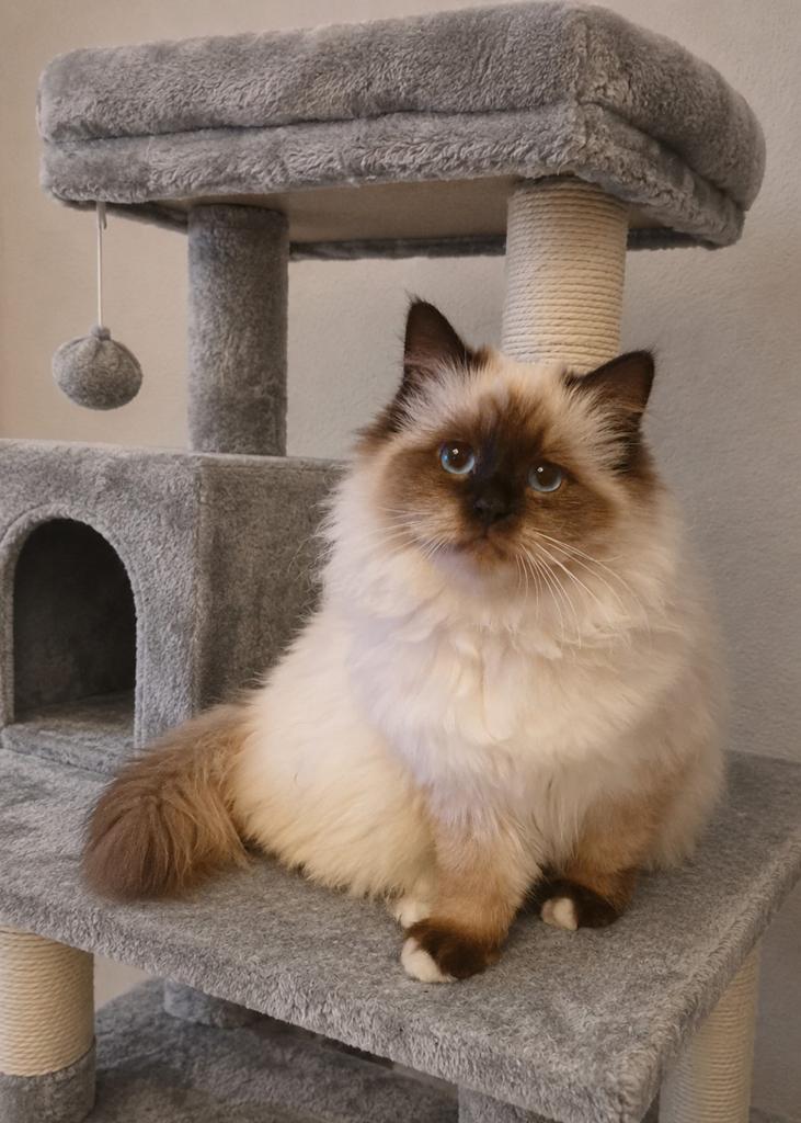 Heilige Birmaan kitten kater en poesje, Meerdere dieren, Met stamboom, 0 tot 2 jaar