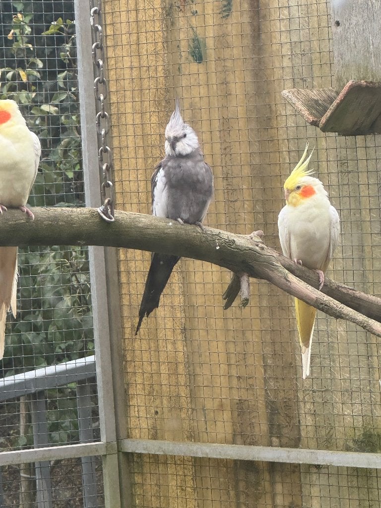 Te koop valkparkieten, Meerdere dieren, Parkiet