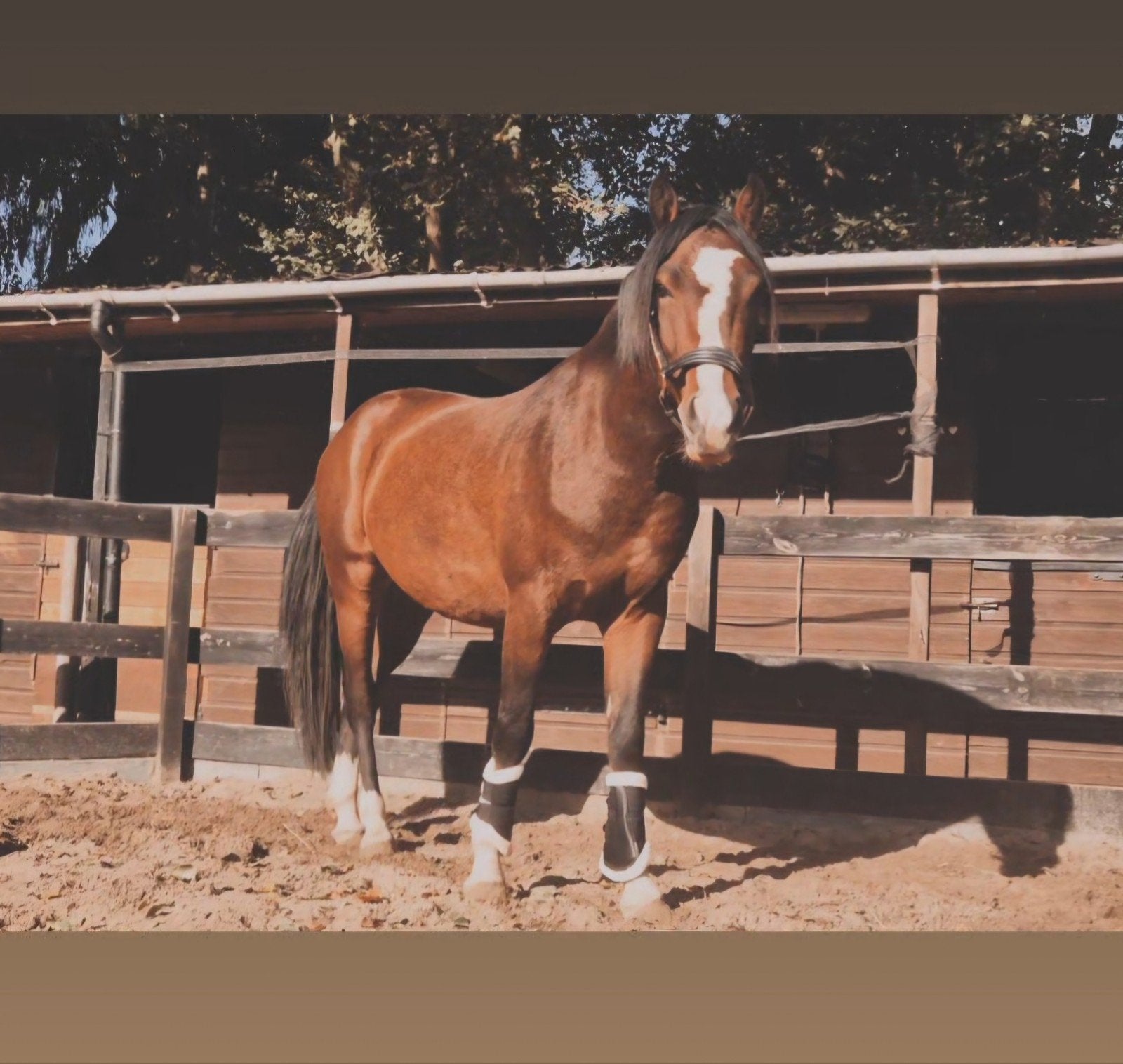 te koop: 3 jarige New forest pony, Ruin, 3 tot 6 jaar