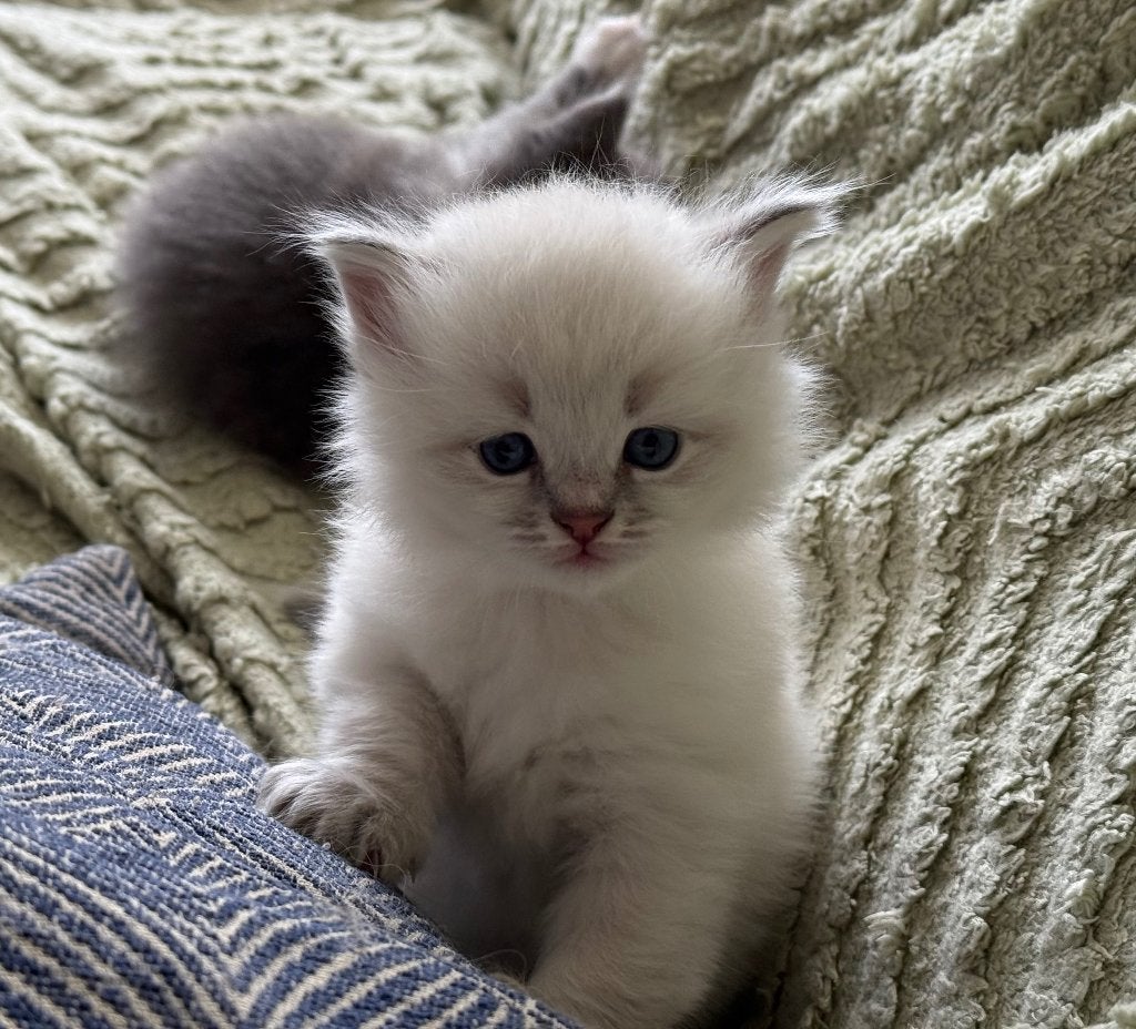 Kitten, Dieren en Toebehoren, Katten en Kittens | Raskatten | Langhaar, Poes, Ontwormd, 0 tot 2 jaar