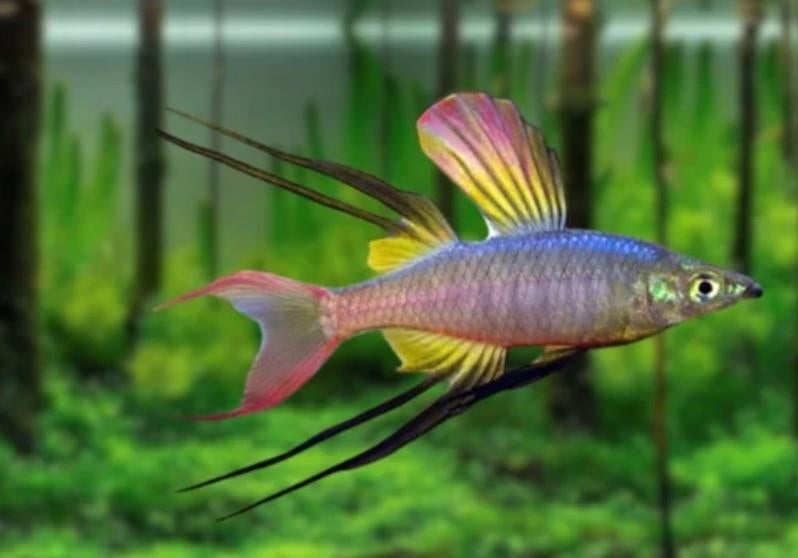 Iriatherina werneri – Werners Regenboogvis, Dieren en Toebehoren, Vis
