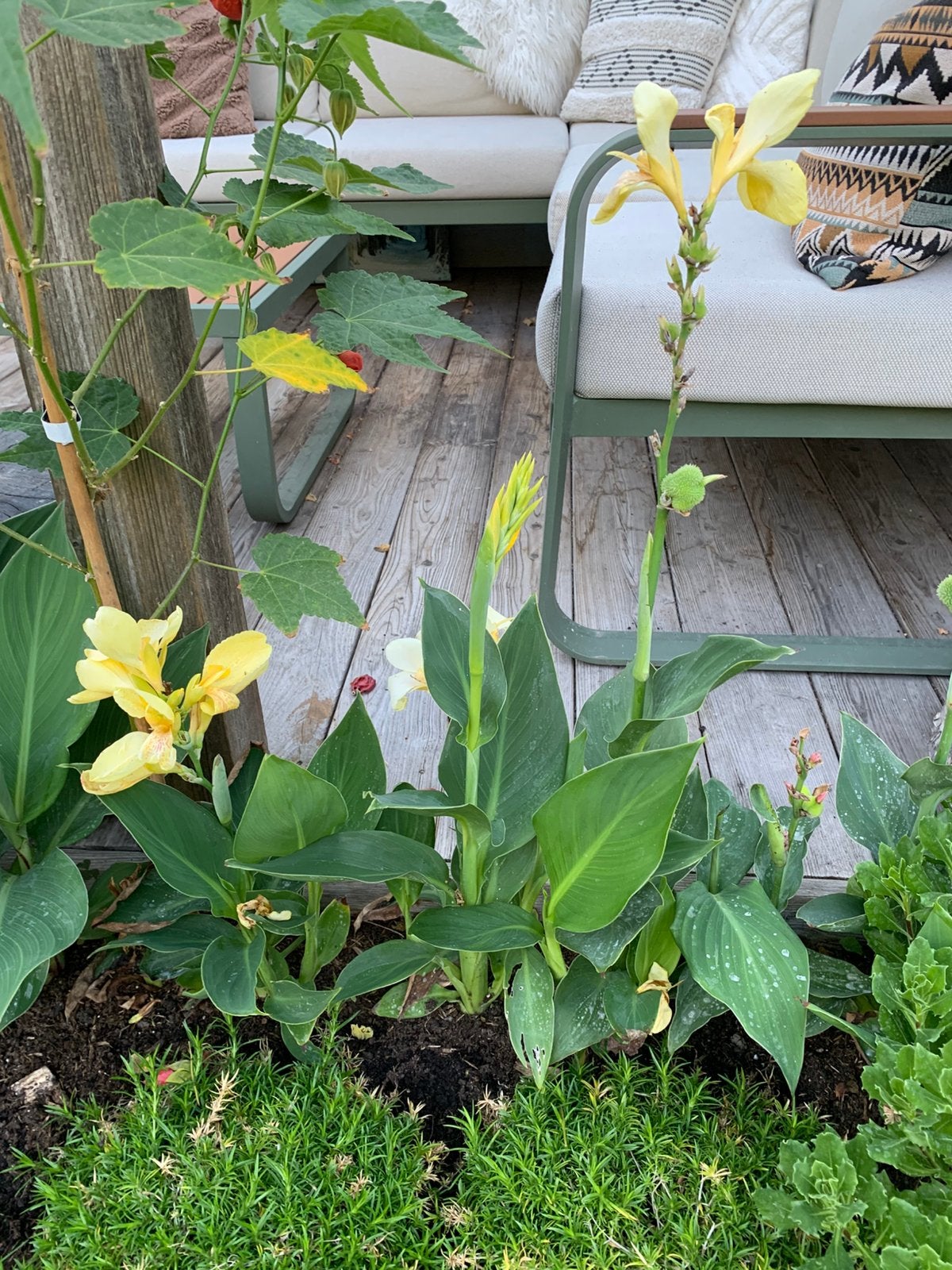 Canna, Fluweelboom stekken te koop, Tuin en Terras, Vaste plant, Halfschaduw, Zomer, Ophalen