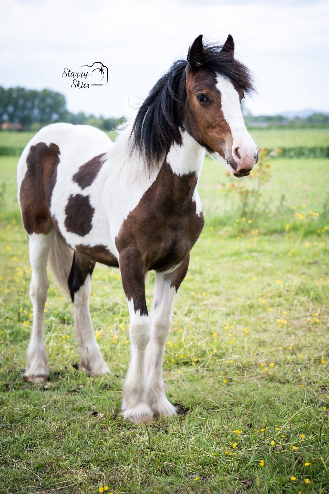 Tinker jaarling, Dieren en Toebehoren, Paarden en Pony's | Overige Paardenspullen, Ophalen, Nieuw, Recreatie