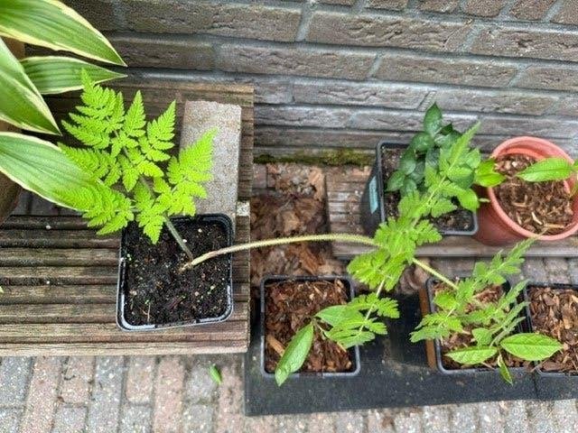roomse kervelplant in 9 x 9 cm pot, Ophalen, Vaste plant, Halfschaduw, Kruiden