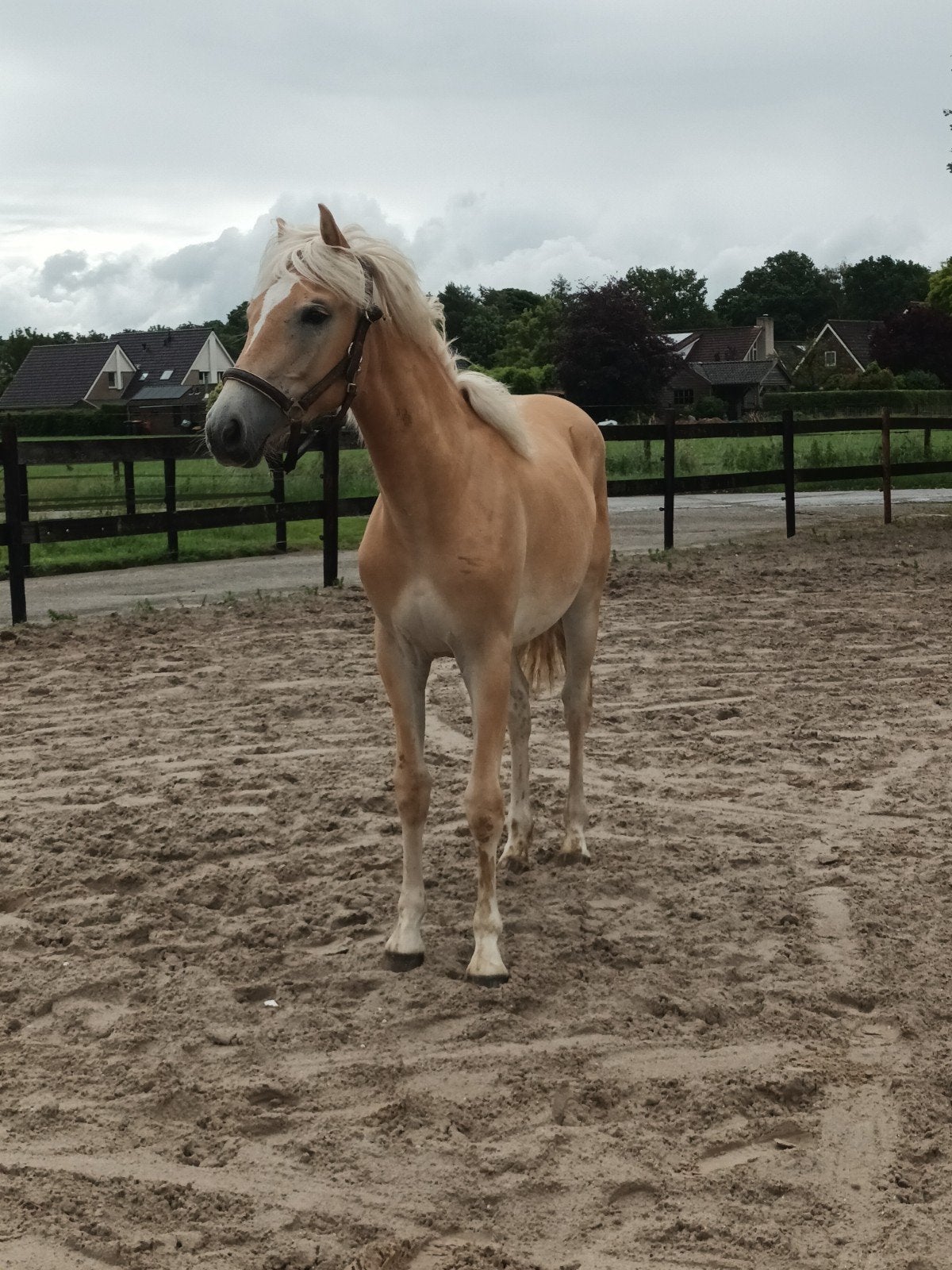 Super mooie jaarling haflinger merrie, Merrie, Minder dan 160 cm, 0 tot 2 jaar