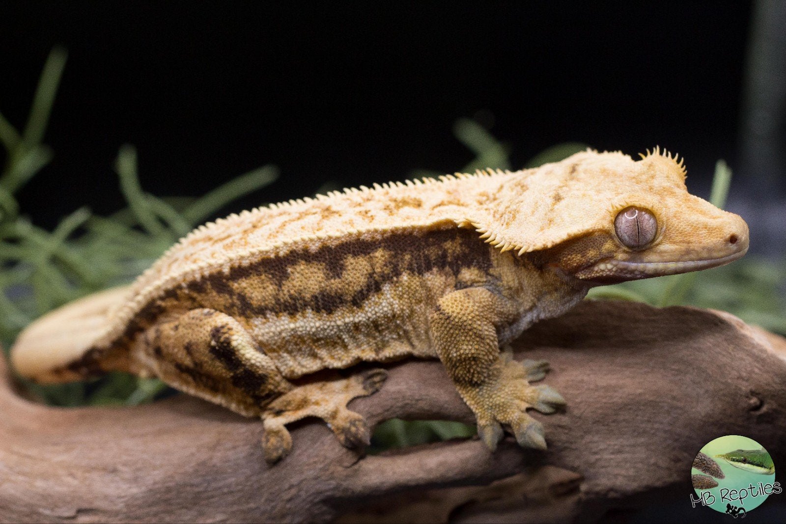 Wimpergekko vrouw, Dieren en Toebehoren, Hagedis, 3 tot 6 jaar