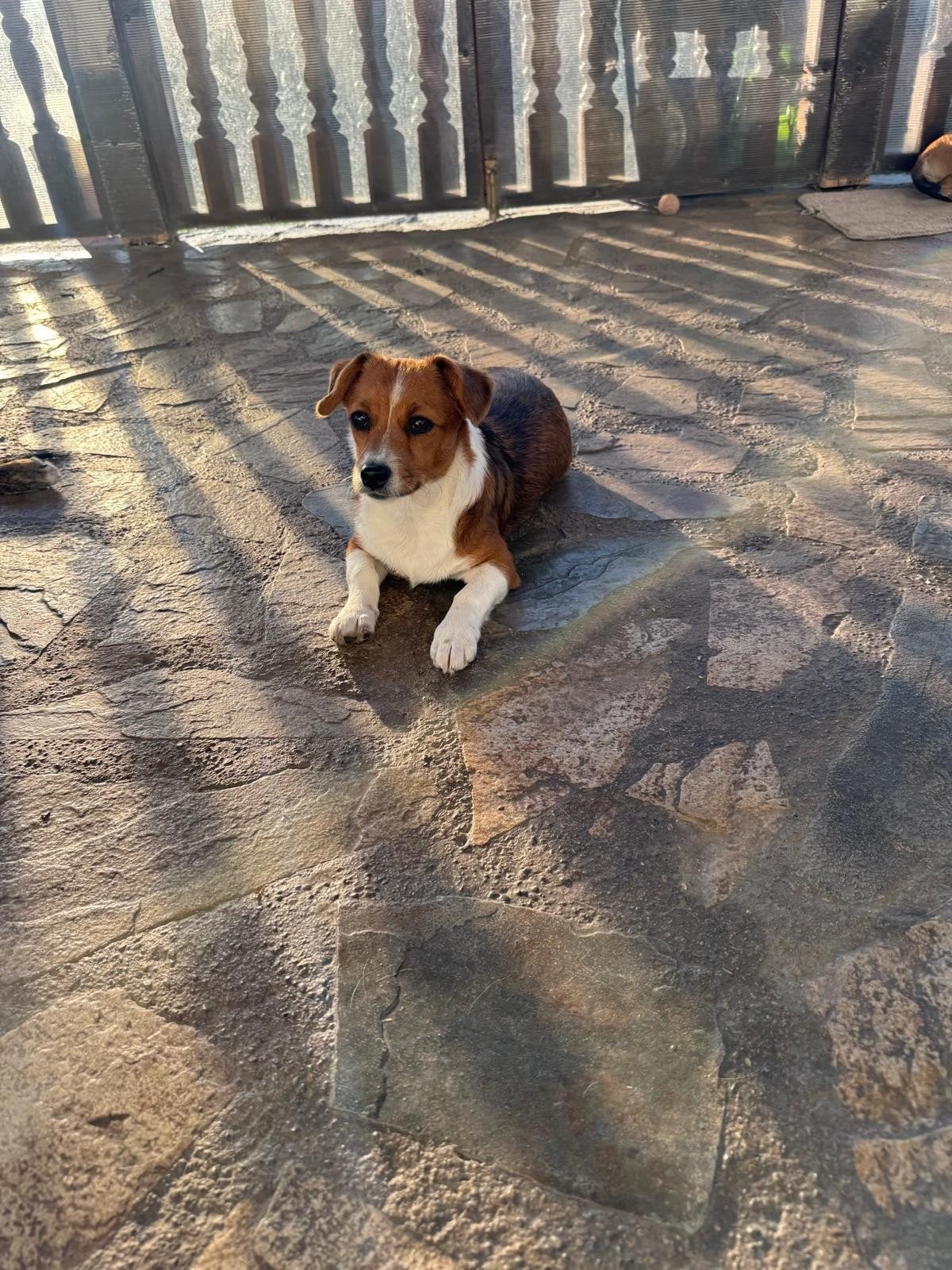 puppy Chanel ter adoptie herplaatser Kleinblijvend, Dieren en Toebehoren, Particulier, 15 weken tot 1 jaar, Overige rassen, Buitenland