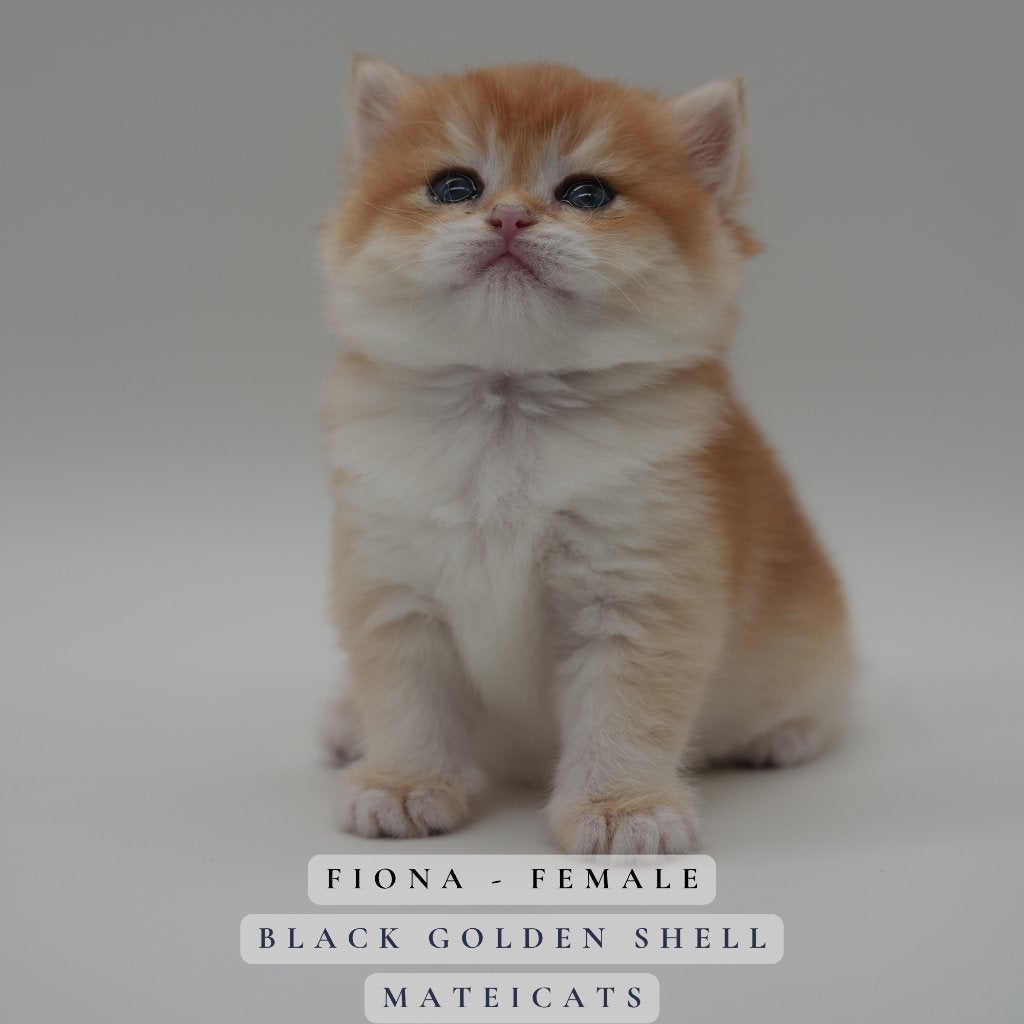 British Shorthair Black Golden + Lilac Golden + Gold point, Dieren en Toebehoren, Meerdere dieren, Met stamboom, 0 tot 2 jaar
