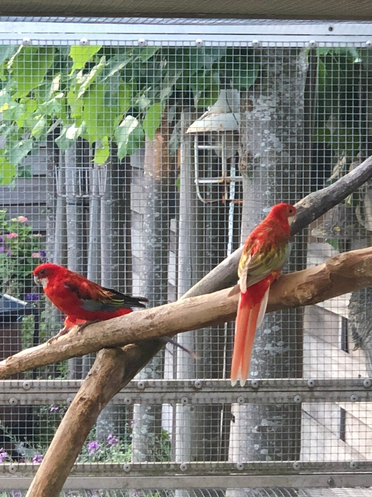 Te koop koppel rosellas, Meerdere dieren, Parkiet, Geringd