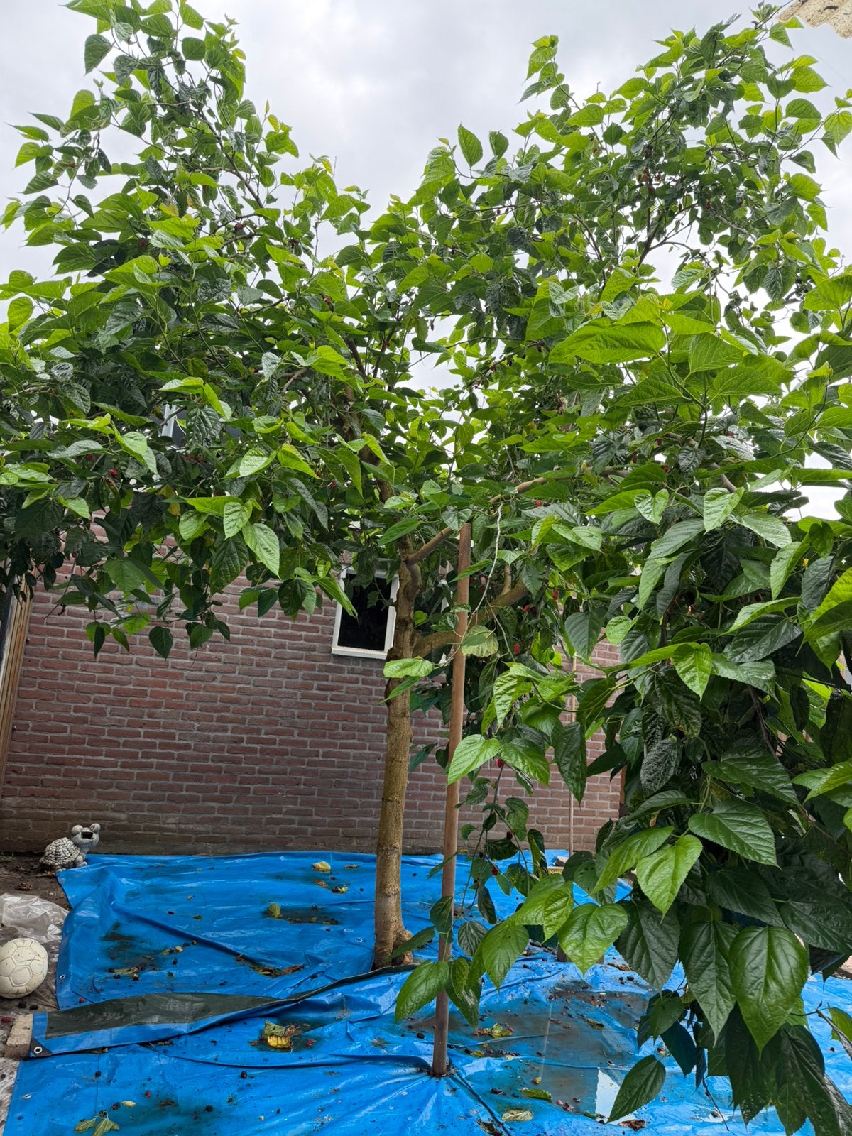 Dut ( moerbei ), Ophalen of Verzenden, Volle zon, Overige soorten, Minder dan 100 cm