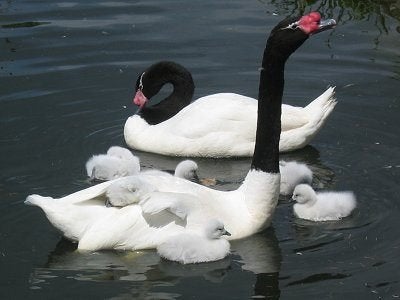Zwanen Ganzen en Siereenden., Dieren en Toebehoren, Pluimvee, Meerdere dieren, Gans of Zwaan