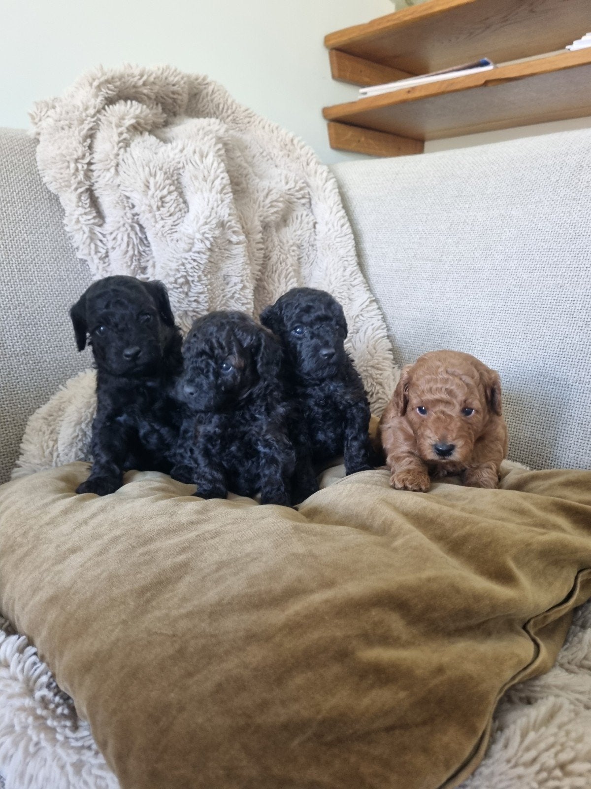 toypoedel pups, Poedel, 8 tot 15 weken, Meerdere dieren, Eén hond