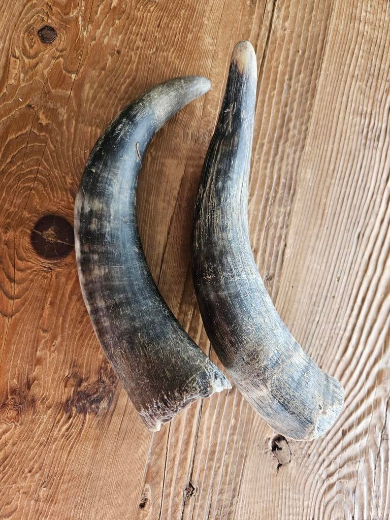 2 Mooie Koehoorns - Decoratief en Uniek, Ophalen of Verzenden, Gebruikt