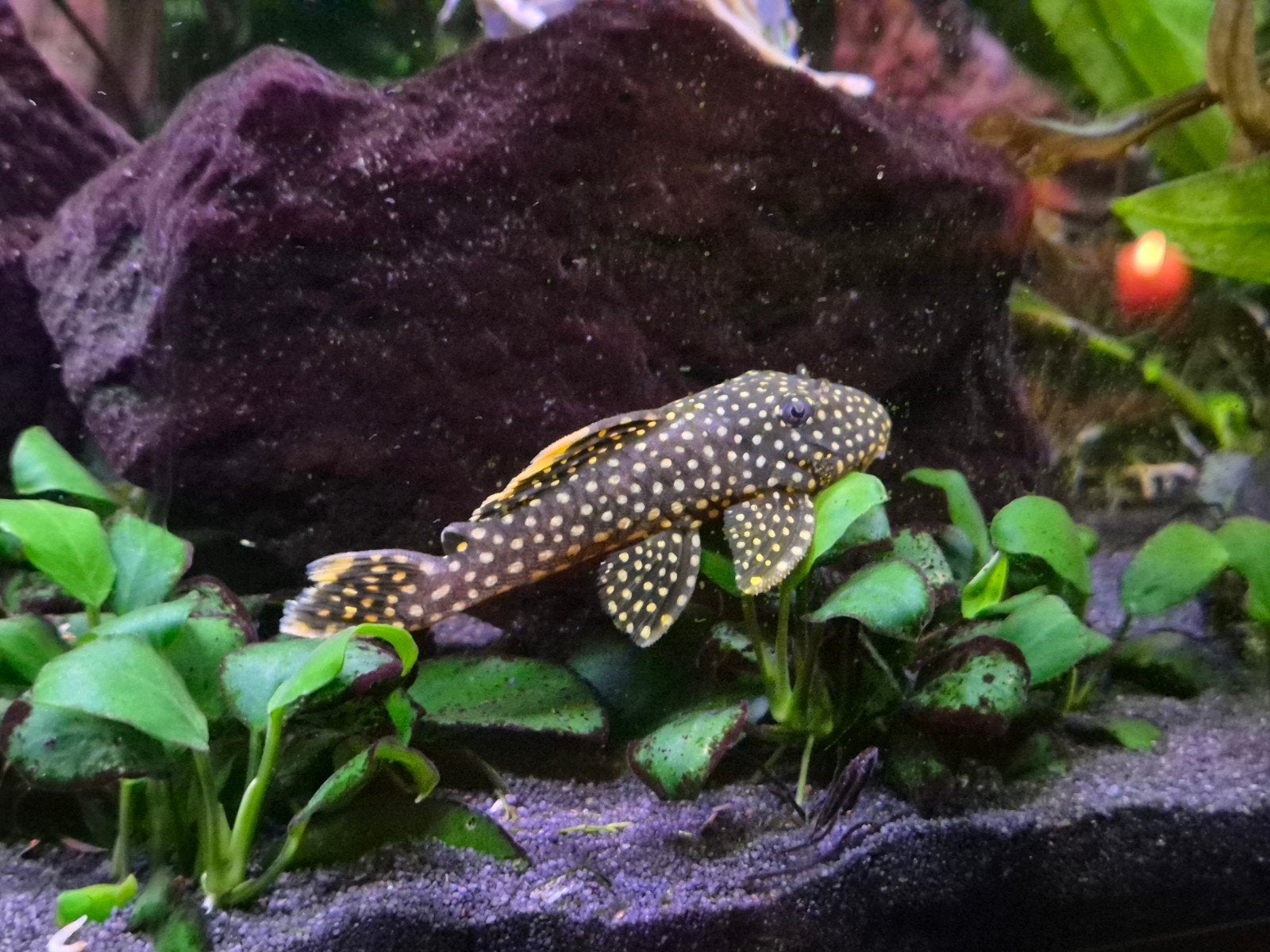GEZOCHT Golden Nugget en Blue Phantom, Vis