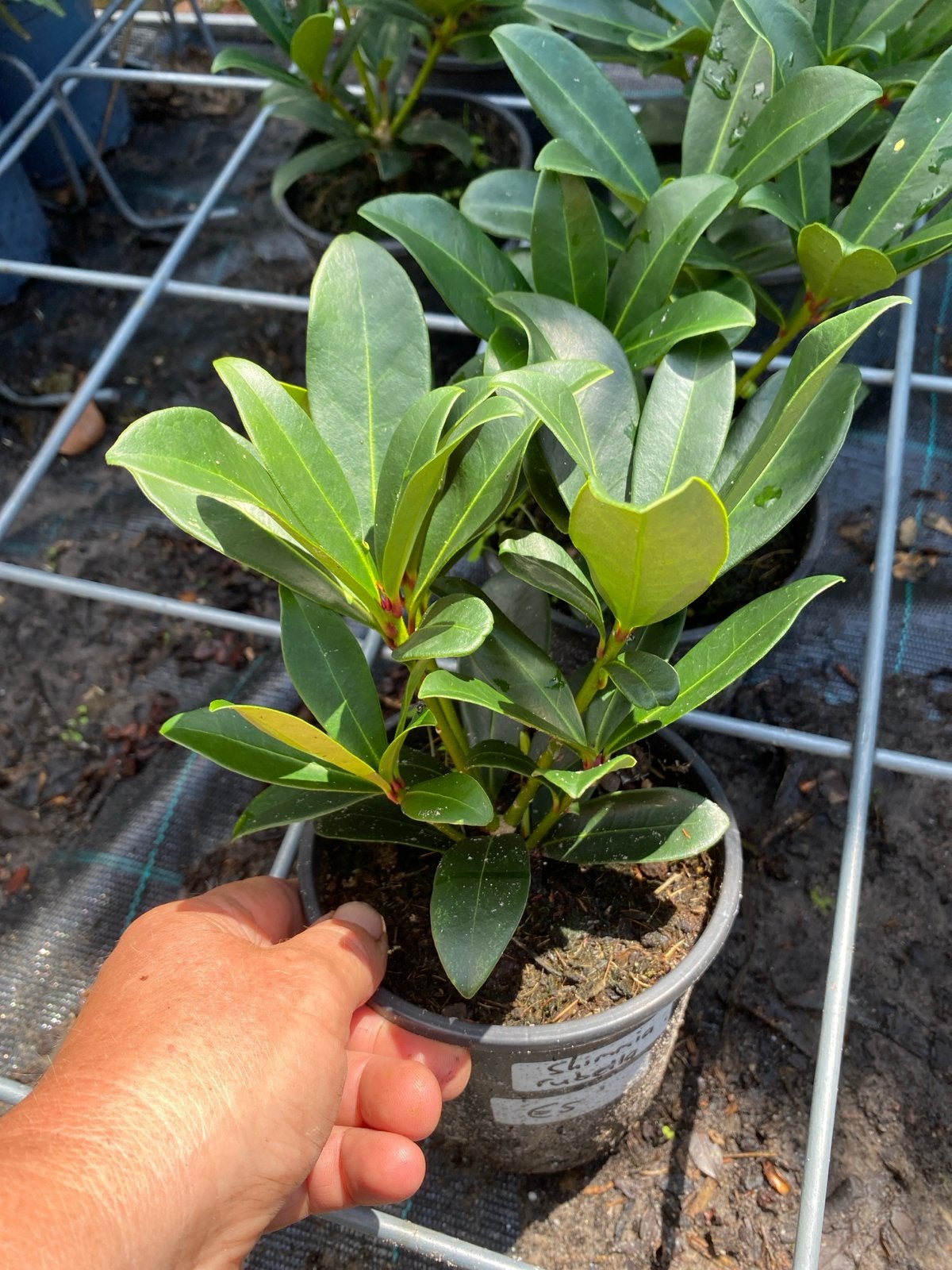Skimmia japonica 'Rubella' - Wintergroene sierheester, Vaste plant, Halfschaduw, Lente, Ophalen