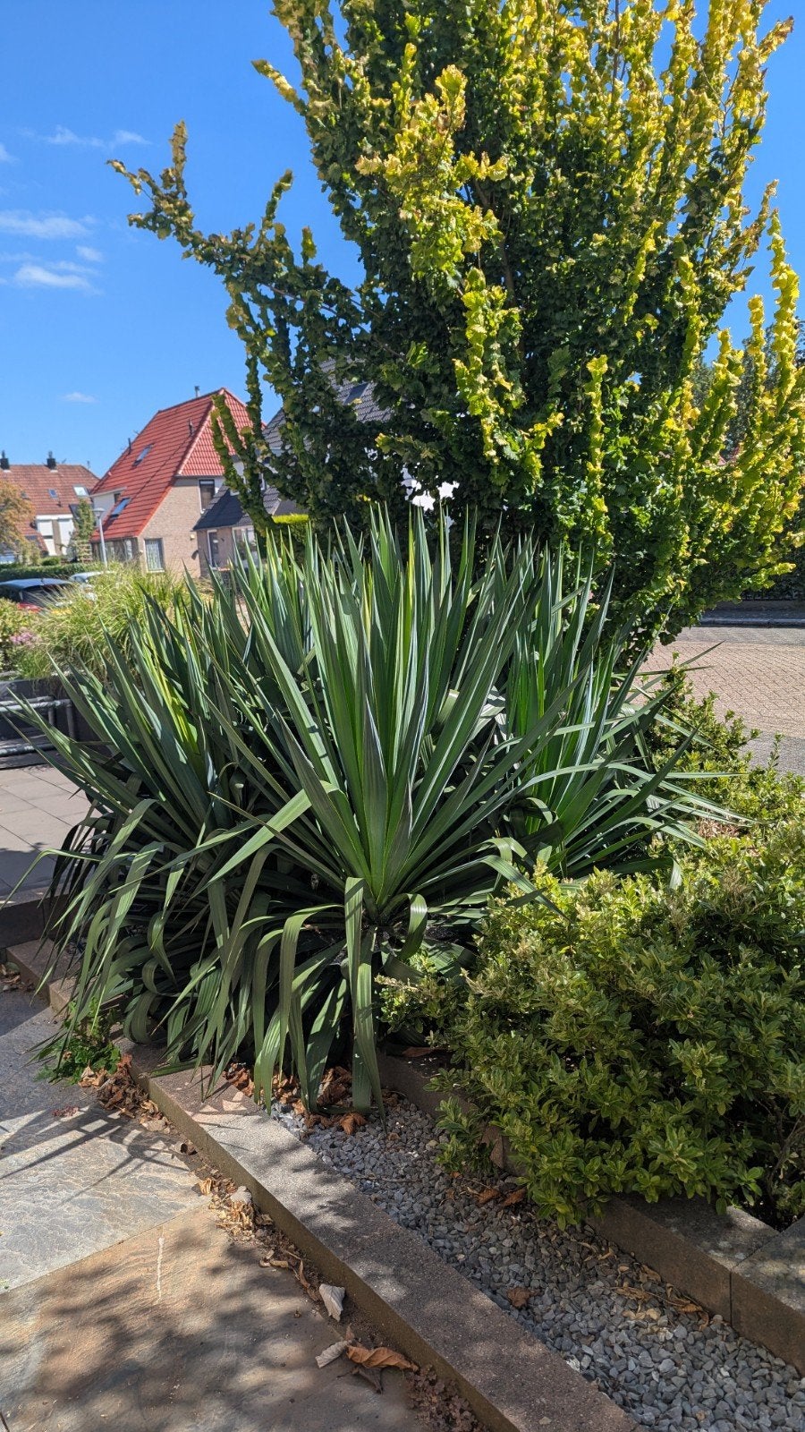 Volwassen Yucca’s – zelf uitgraven, Tuin en Terras, Planten | Bomen, Bloeit niet, Overige soorten, 100 tot 250 cm, Ophalen