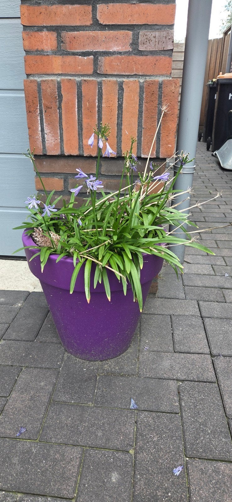 Paarse pot met Agapanthus - past niet meer in interieur, Volle zon, Vaste plant, Zomer, Ophalen
