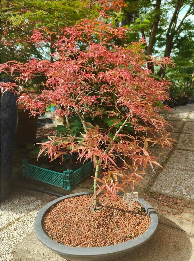 Bonsai Acer Palmatum Beni Komachi, Tuin en Terras, Bloeit niet, Halfschaduw, Overige soorten, Minder dan 100 cm