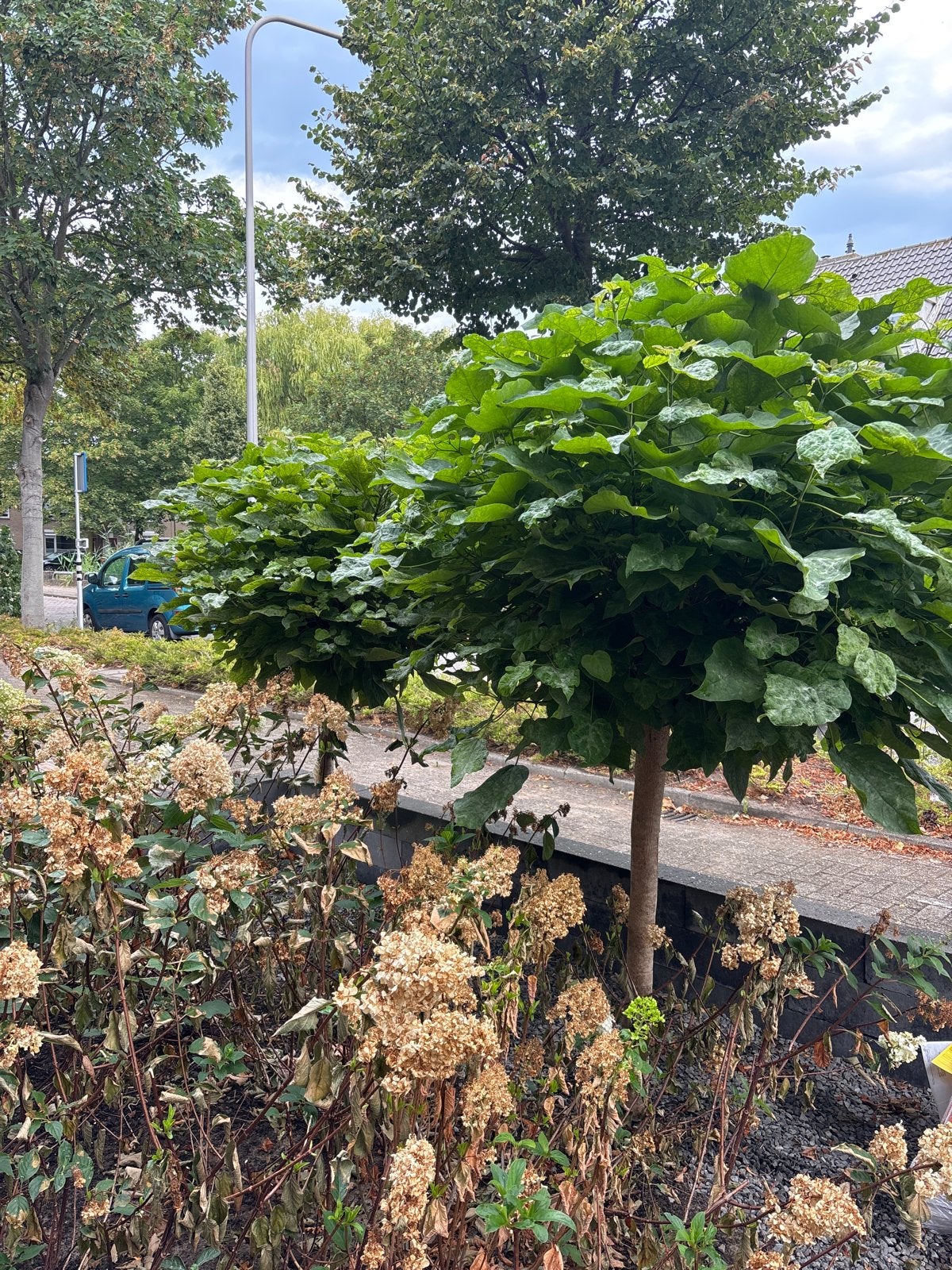 Gratis!! Twee prachtige Catalpa bomen (Bolbomen), Ophalen of Verzenden, 250 tot 400 cm, Zomer, Volle zon