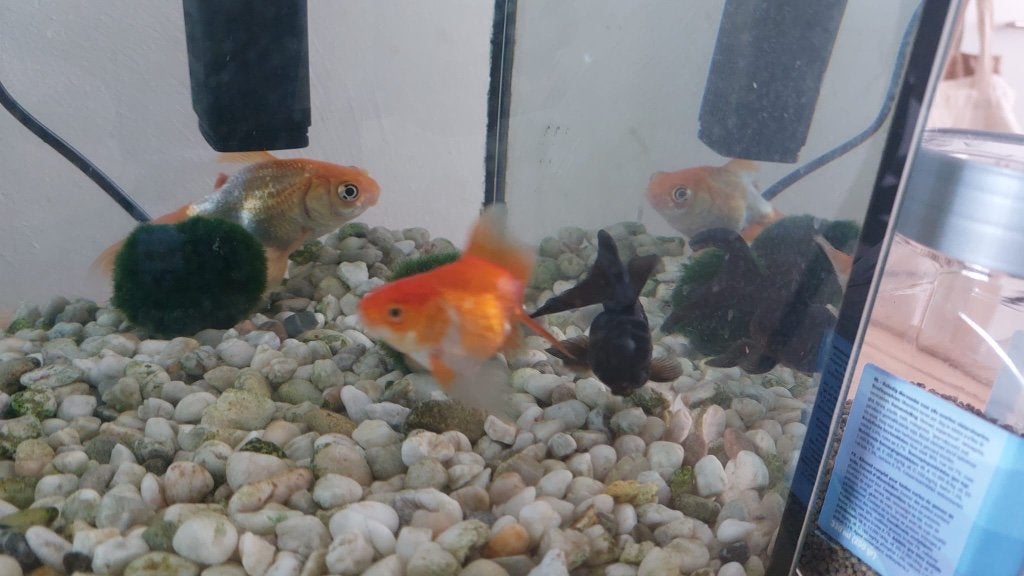 3 vissen en toebehoren, gratis af te halen, Dieren en Toebehoren, Ophalen, Inclusief toebehoren, Gebruikt, Vissenkom