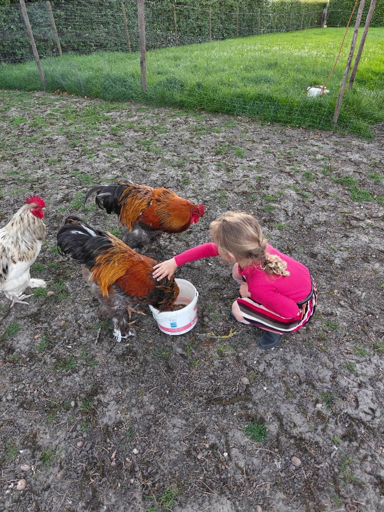 Brahma Hanen, Dieren en Toebehoren, Mannelijk, Kip