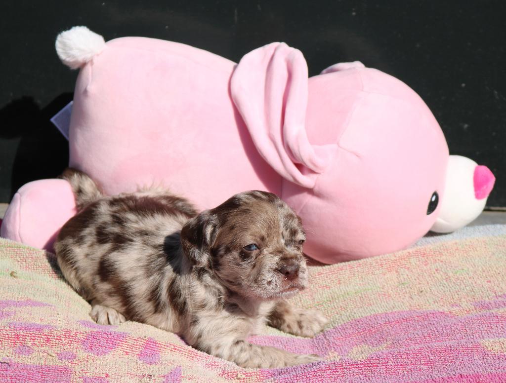 zeer bijzondere puppy's franse bulldog x toypoedel, 8 tot 15 weken, Bulldog, Meerdere, Meerdere dieren