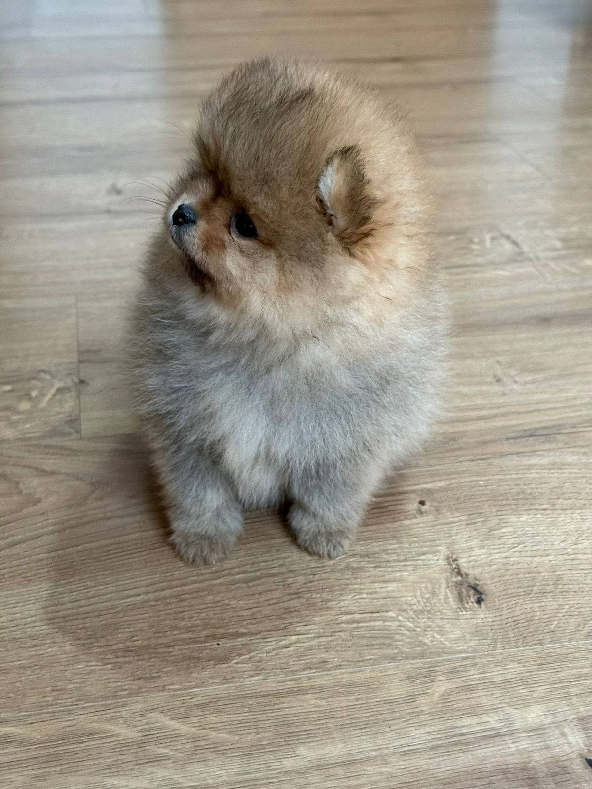 Pomeriaan,stamboom, Dieren en Toebehoren, Fokker | Hobbymatig, Keeshond, 8 tot 15 weken, Buitenland