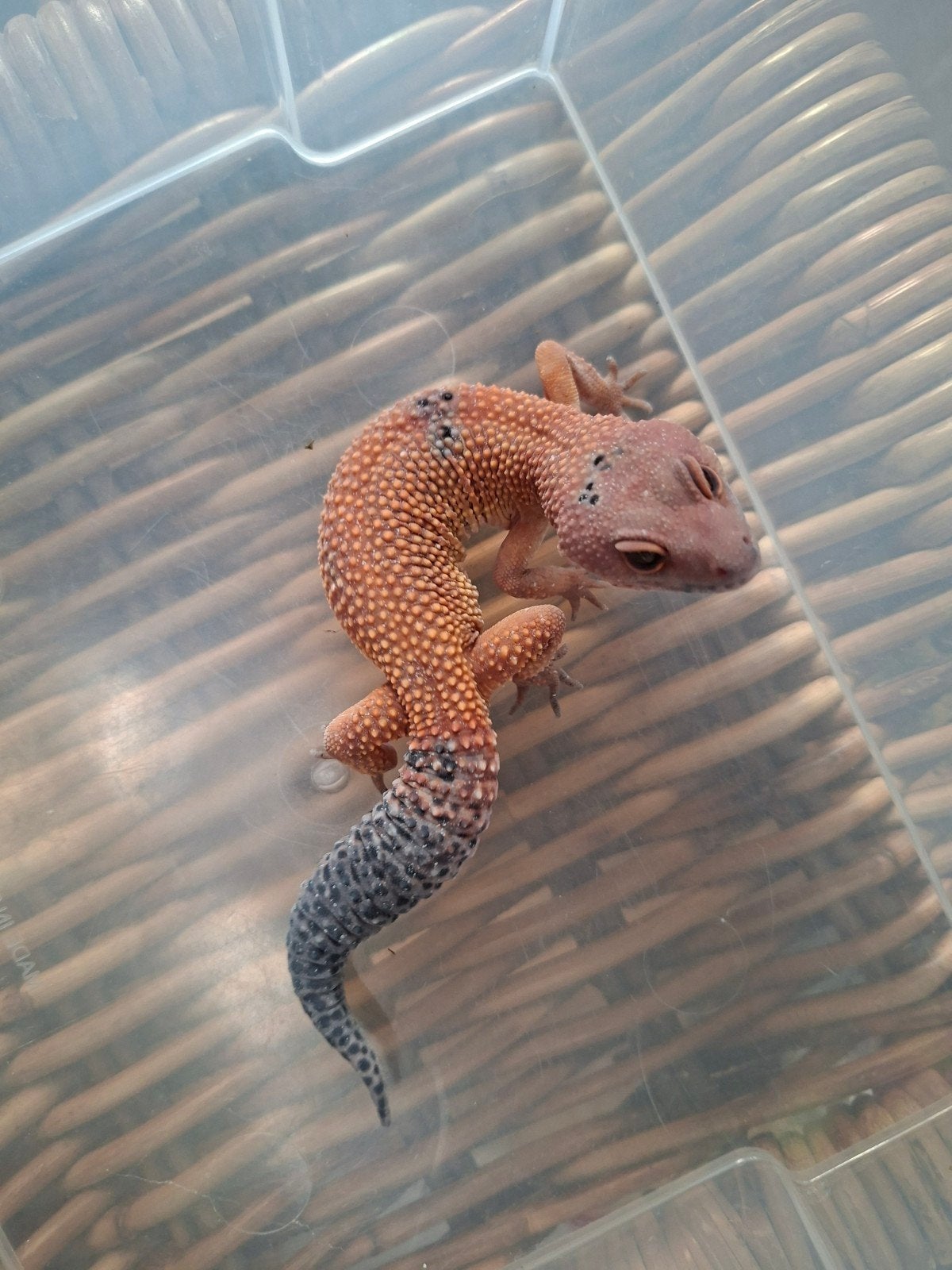 Eublepharis Macularius luipaardgekko man en vrouwen te koop Leopard Gecko photo 12