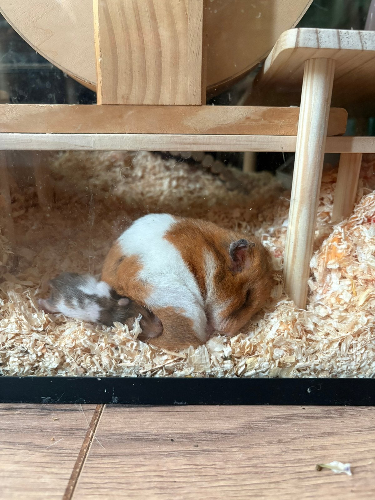 Syrische goudhamster baby’s zoeken straks een fijn thuis!, Hamster, Augustus, Geslacht onbekend, Tam