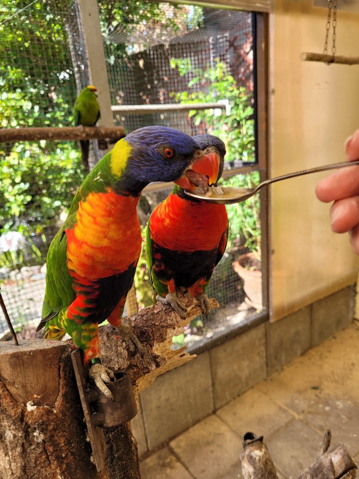 Broedrijp koppel Lorie van de Blauwe Bergen, Meerdere dieren, Papegaai