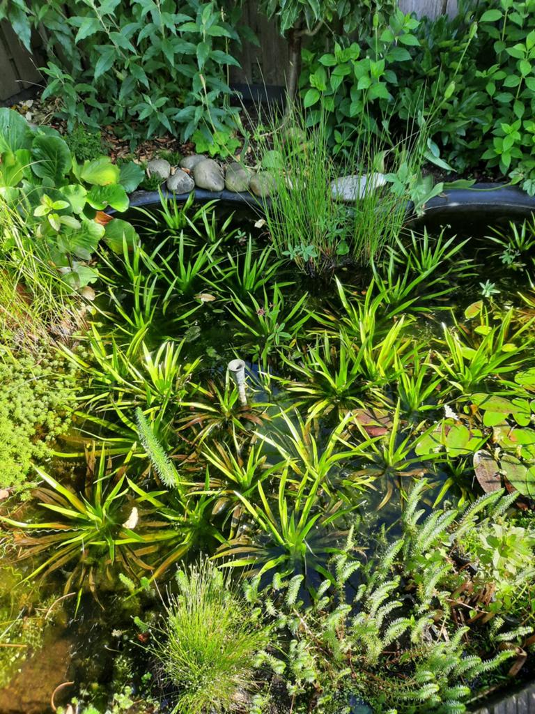 Krabbescheren, Tuin en Terras, Ophalen