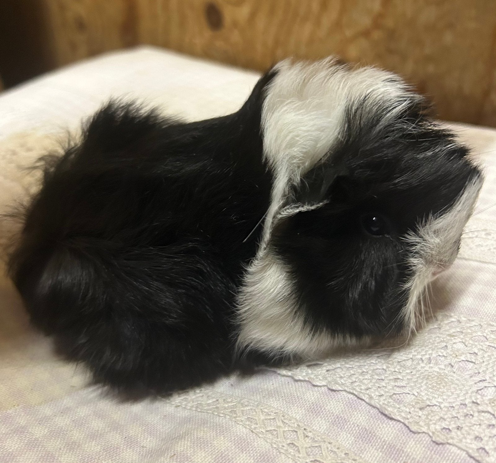 jong cavia mannetje  (peruvian x borstel), Juli, Mannelijk, Cavia