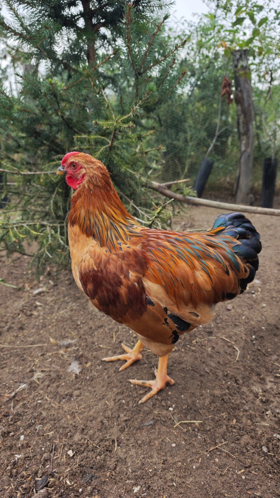 Handtamme wyandotte kriel haan 'Jack', Mannelijk, Kip