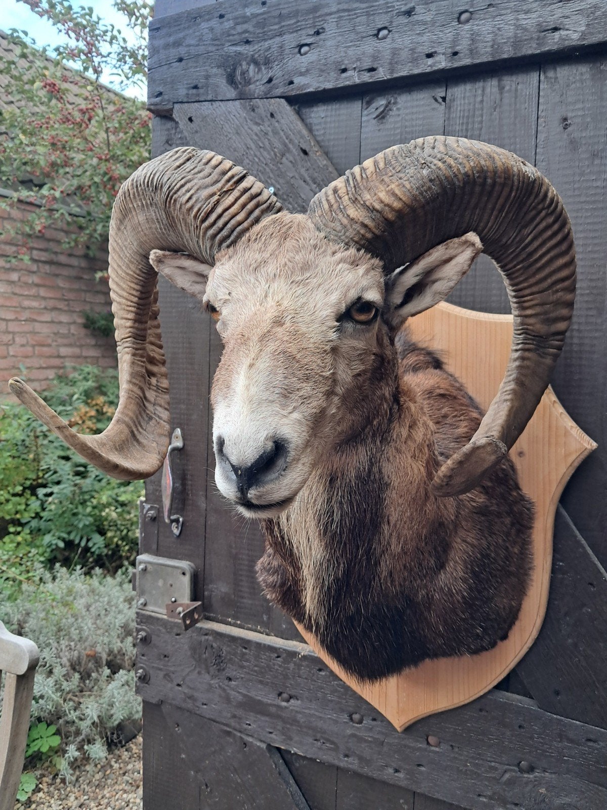 Kapitale Moeflon. Opgezette dieren. Taxidermie, Verzamelen, Ophalen of Verzenden, Zo goed als nieuw, Wild dier, Opgezet dier