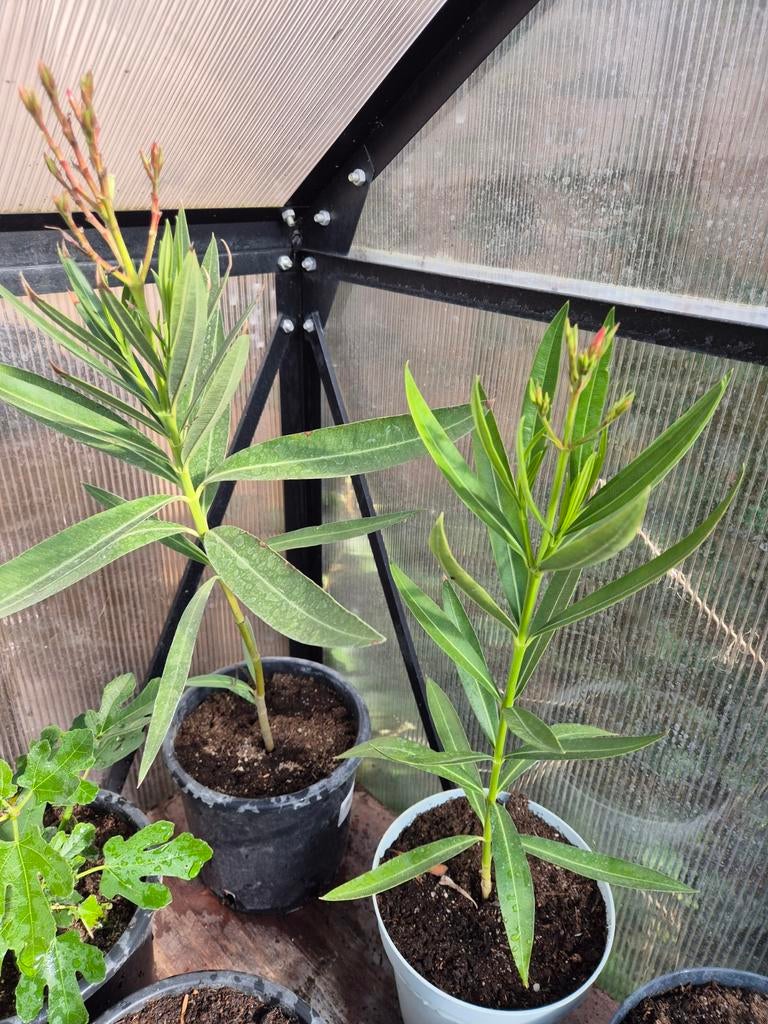 Jonge Oleander Planten, Ophalen of Verzenden