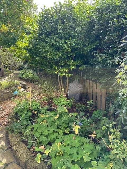 Prachtige, volle Japanse Roos (Camellia), Ophalen, Overige soorten, Struik, 100 tot 250 cm