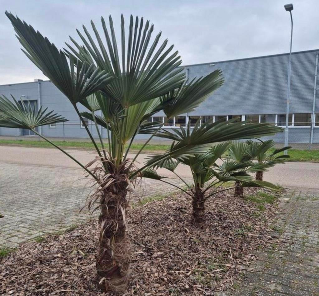 😎🌴 Trachycarpus Wagnerianus palmboom palmbomen winterhard, Volle zon, Vaste plant, Lente, Ophalen