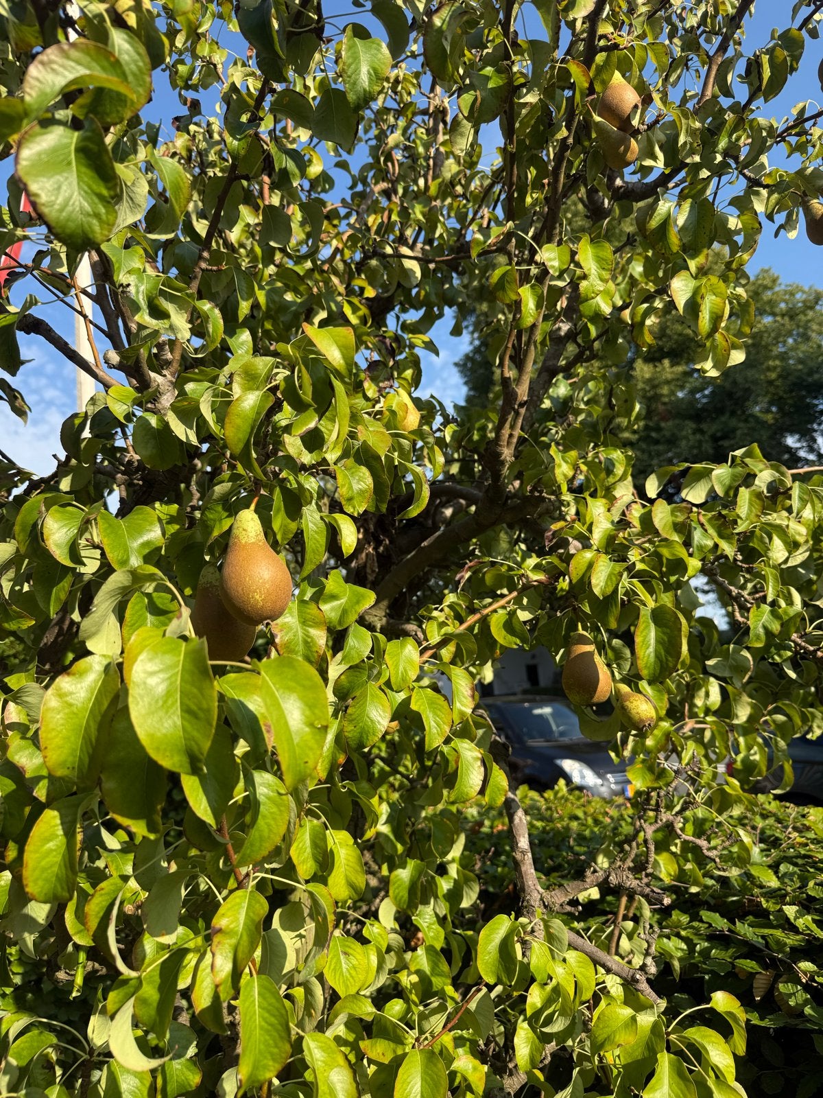 2 Grote Perenbomen 3 meter - minstens 25 jaar oud, Tuin en Terras, Planten | Bomen, Overige soorten, Lente, 250 tot 400 cm, Ophalen