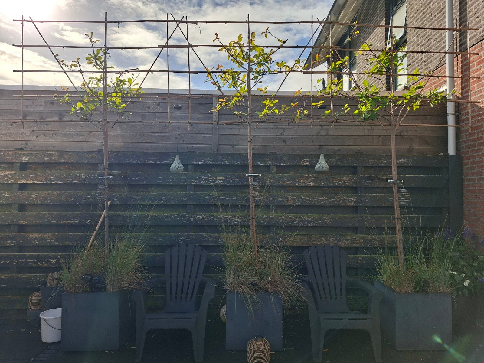 3 mooie Red Robin leibomen, Ophalen, Volle zon, Leiboom, 250 tot 400 cm