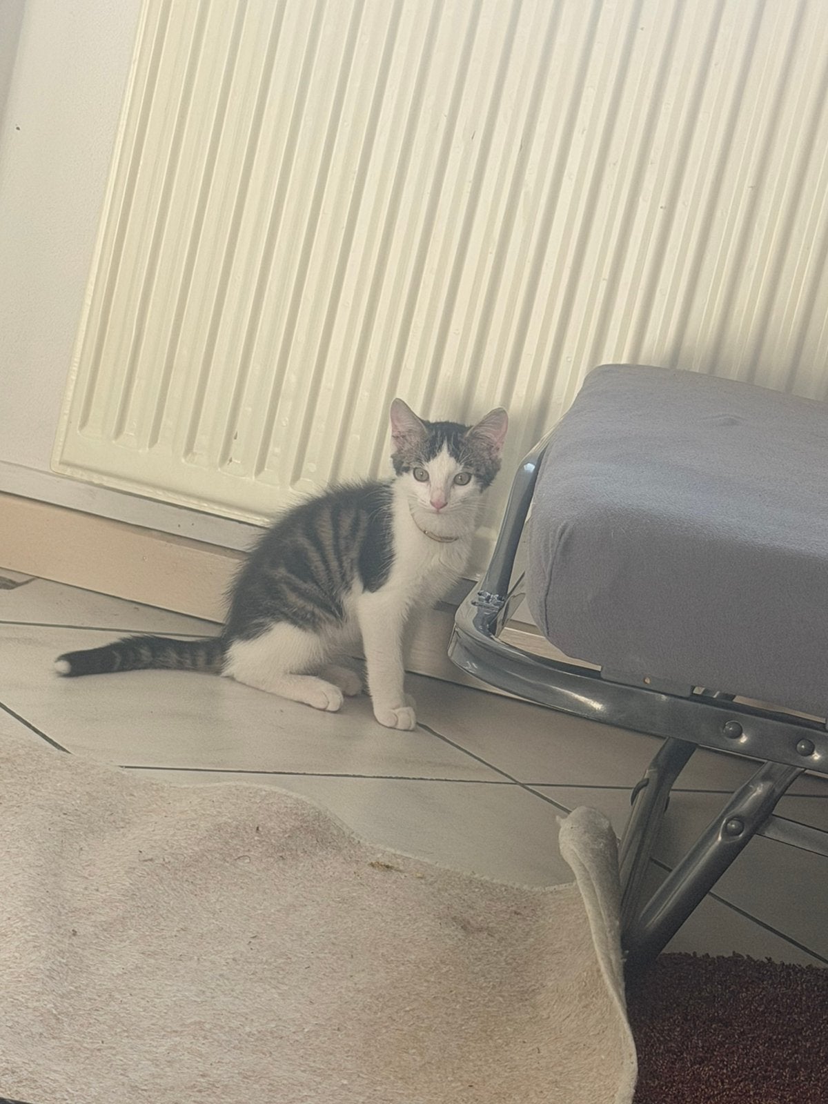 Kat te koop, Geslacht onbekend, Ontwormd, 0 tot 2 jaar