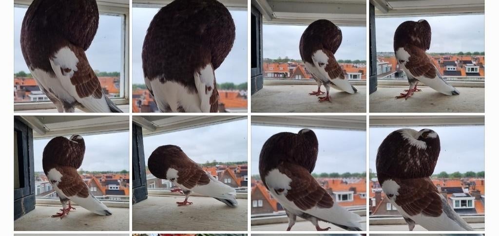 Roodbonte staande duif, Vrouwelijk, Kropper
