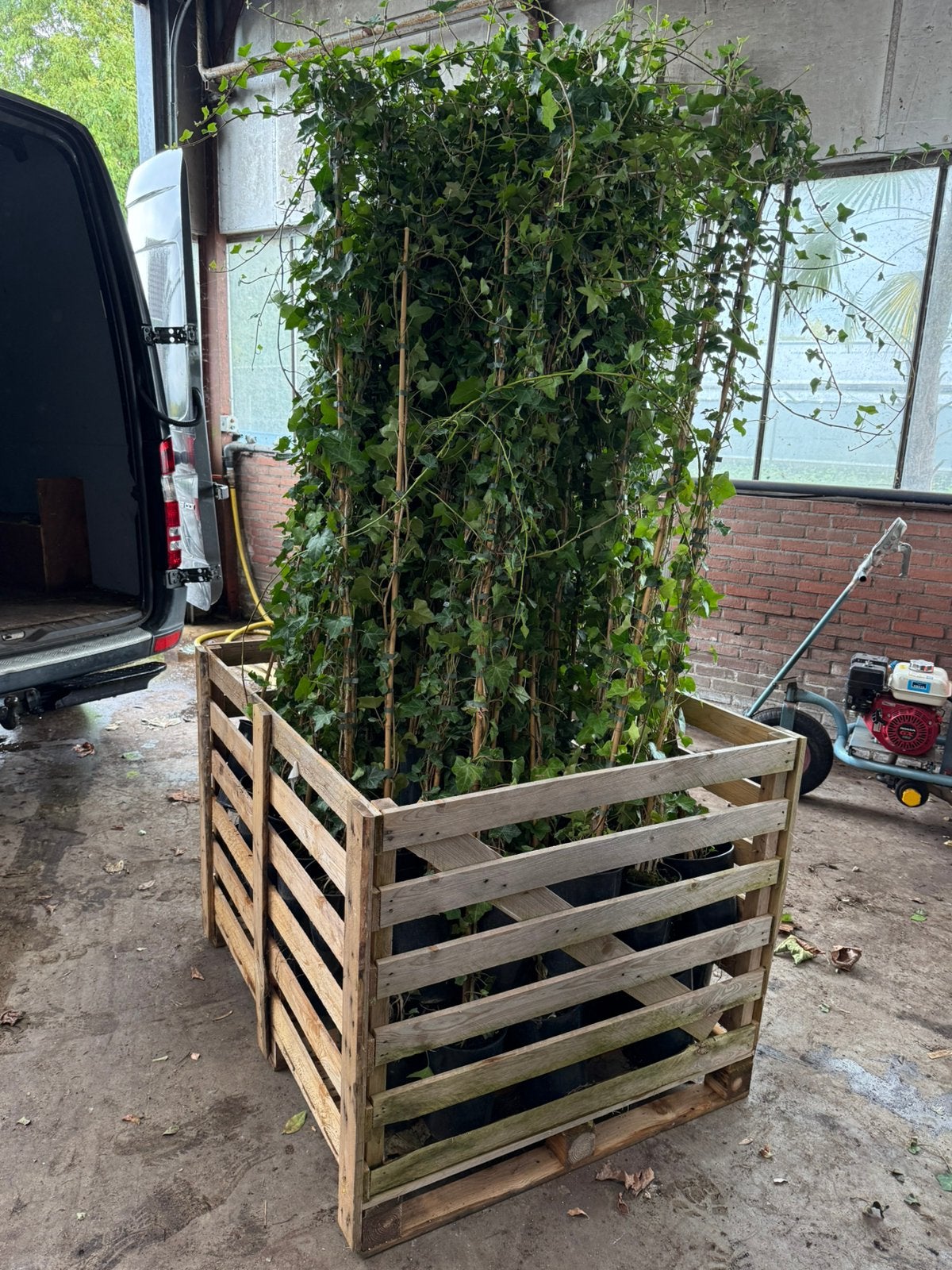 Hedera hoog 180/200 + partij 250st tot 25 st 4,95 daarna3,95, Ophalen, Vaste plant, Bloeit niet, Halfschaduw