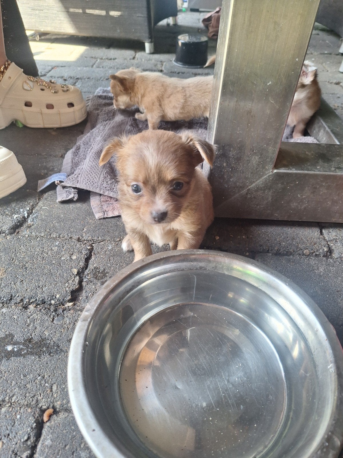 Nog 2 mannetjes beschikbaar 13 mei geboren langharig, 8 tot 15 weken, Parvo, Meerdere, Meerdere dieren