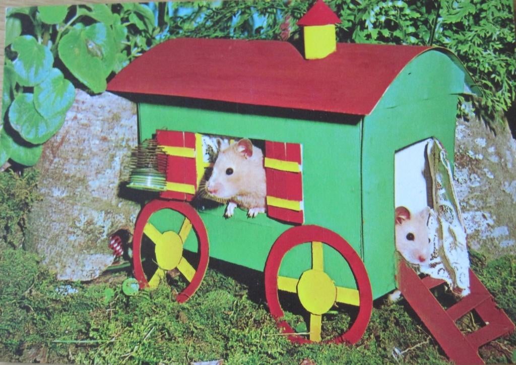 hamsters in een woonwagen - nieuwe ansichtkaart, Verzenden, 1960 tot 1980, Ongelopen, Knaagdier