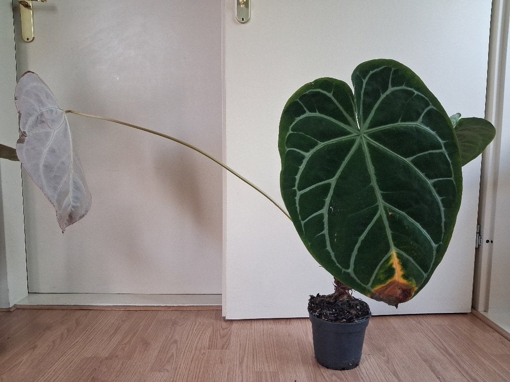 Anthurium Crystallinum (XL blad!) - Flamingoplant H: 70 cm., Ophalen, Overige soorten, Halfschaduw, Minder dan 100 cm