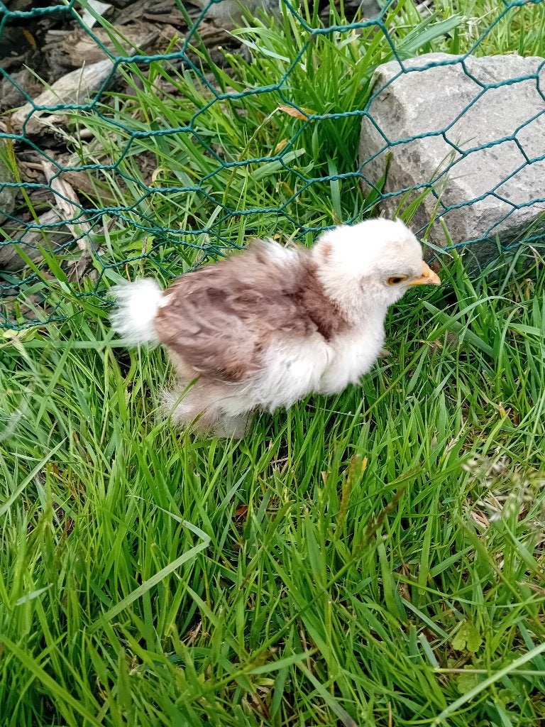 Choco mottled zijdehoen haan, Dieren en Toebehoren, Pluimvee, Kip, Mannelijk