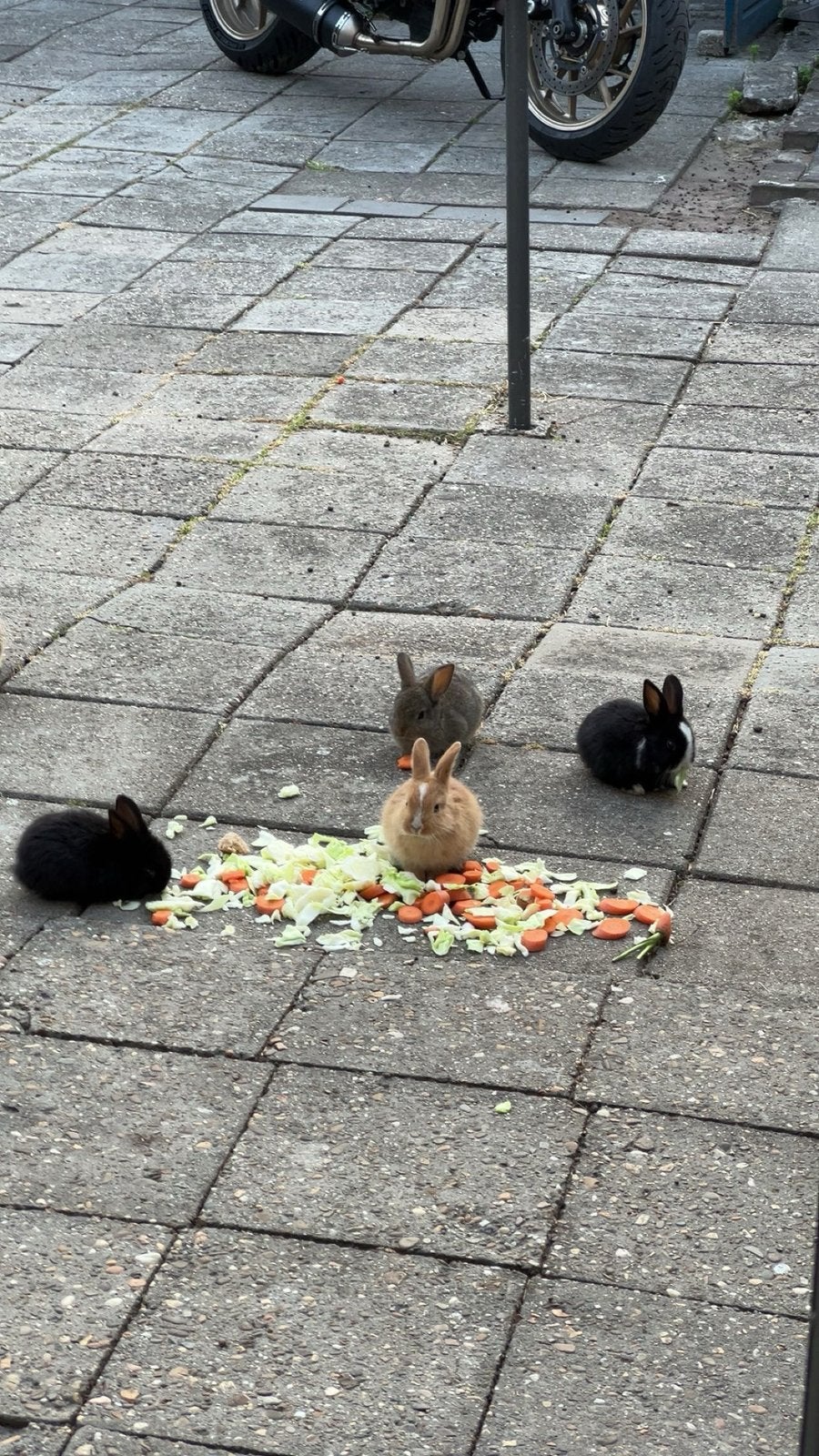 Baby Konijntjes | 3 weken, Dieren en Toebehoren, Pluimvee, Geslacht onbekend, Eend