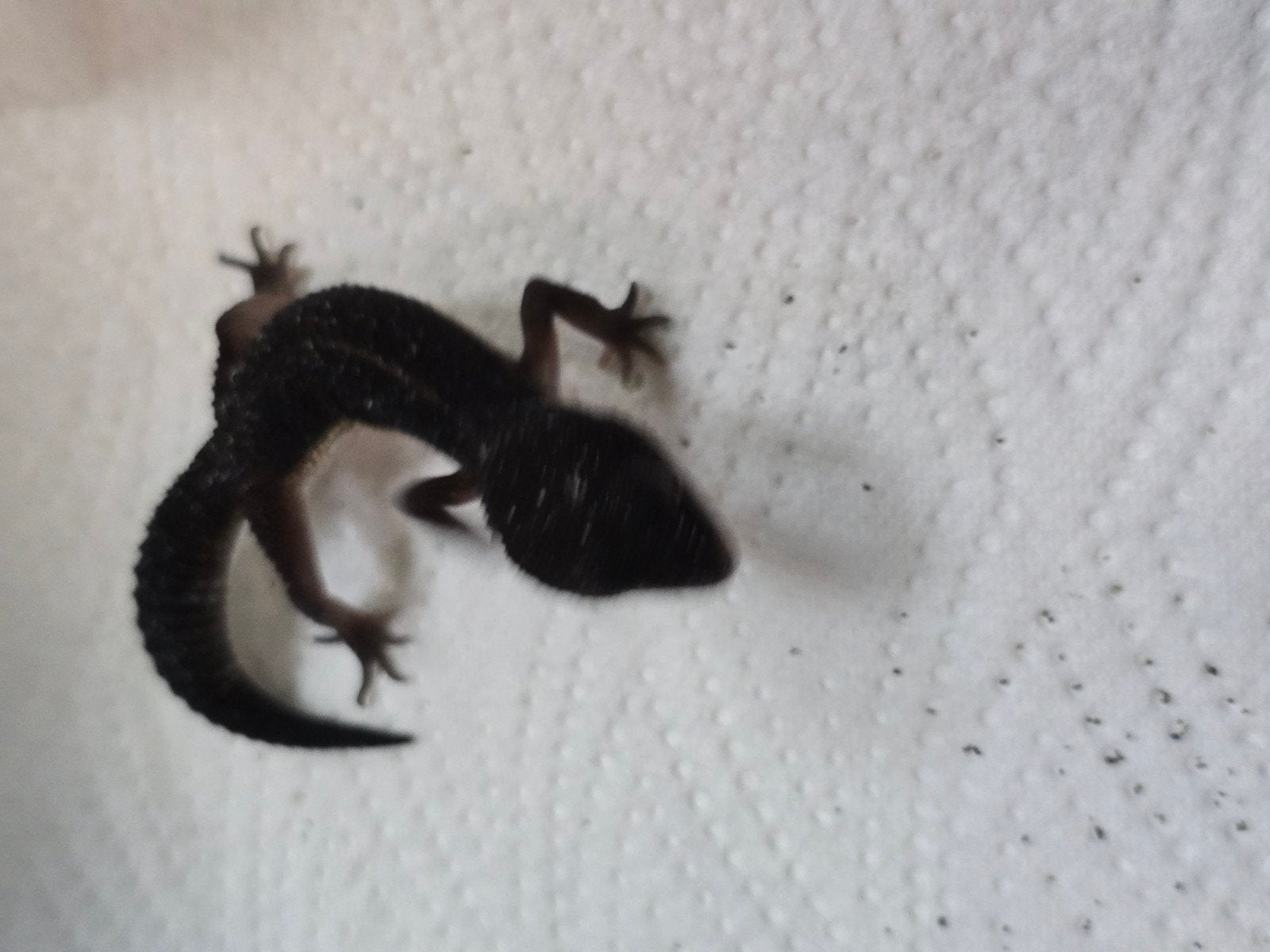 Prachtige pure Black Night luipaardgekko's (Eublepharis macu Leopard Gecko photo 6