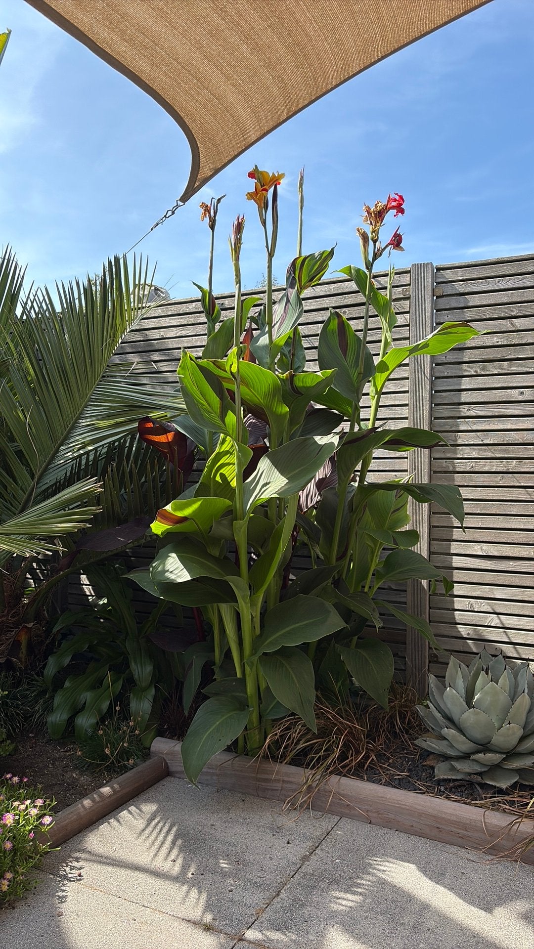 Canna cleopatra, Tuin en Terras, Bloembollen en Zaden, Verzenden, Volle zon, Knol