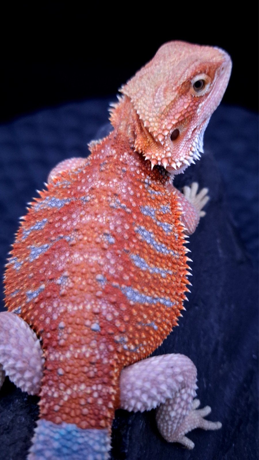 Red/Orange Hypo G-Stripe Blue Tiger Baardagaam Man, Hagedis, 0 tot 2 jaar